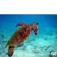 گونه لاکپشت سبز Green Sea Turtle